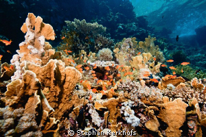 Plate fire coral taken at Shark Observatory, Ras Mohammed. by Stephan Kerkhofs 